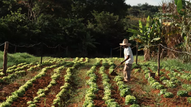 Canto da Terra: Documentário revela a sabedoria de Pedro, raizeiro de 73 anos que mantém viva a cultura tradicional em Uberlândia