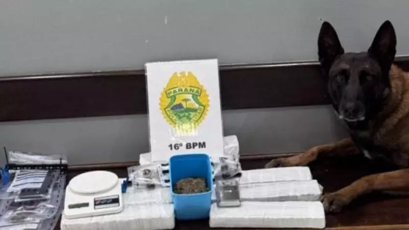 Cão farejador desmascara drogas escondidas em lanchonete enquanto PMs pediam comida no Paraná
