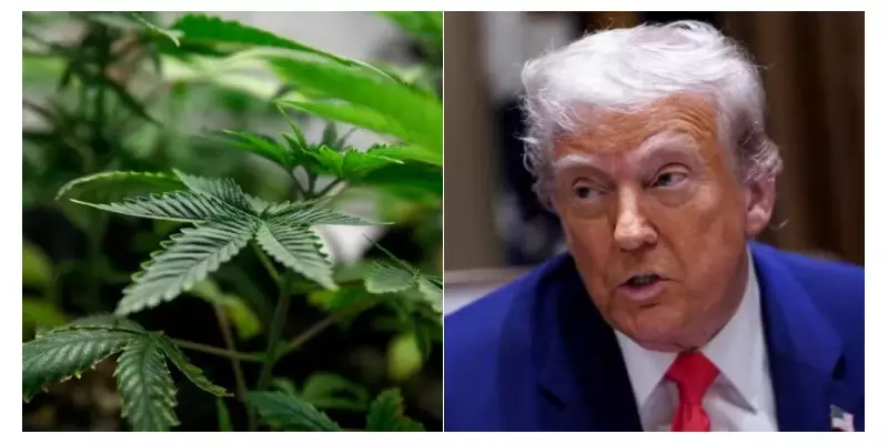 Capitalismo Canábico: Como a Maconha Farmacêutica Virou o Novo Ouro Verde na Indústria