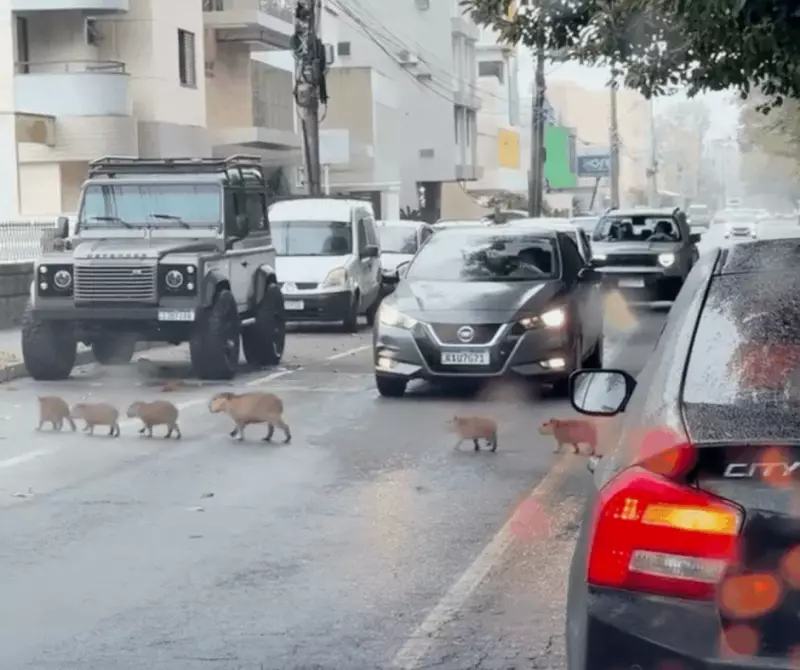 Capivaras param o trânsito em Tubarão, SC, e cena inusitada viraliza nas redes