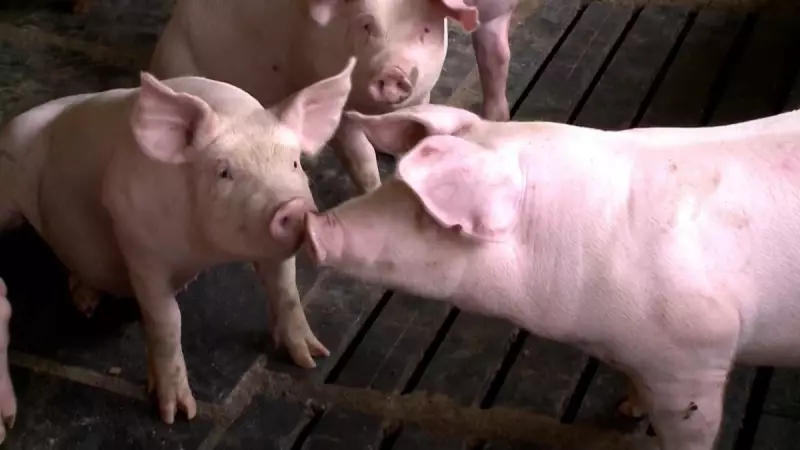 Carne Suína Reganha Competitividade e Disputa Mercado com Frango no Brasil