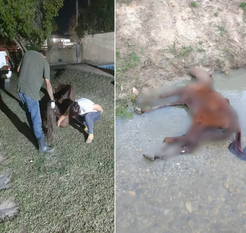 Cavalo em Estado Grave é Salvo de Rio em Saquarema: O Resgate que Comoveu a Região