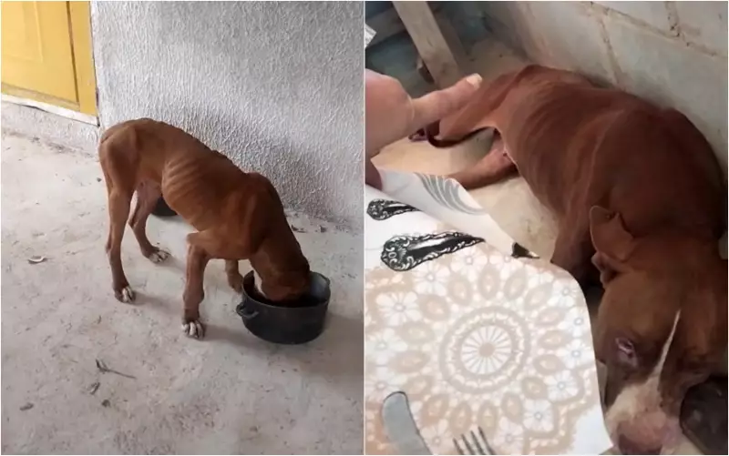 Cena Comovente: Pitbull é Salvo em Estado Crítico na Zona Rural de Pouso Alegre