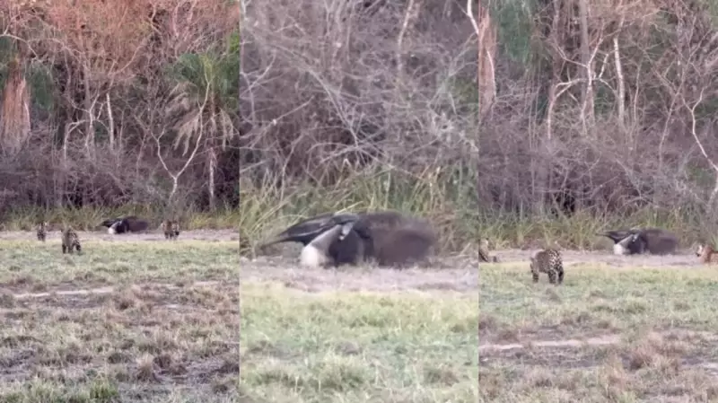 Cena Rara no Pantanal: Tamanduá com Filhote Enfrenta Onças Pintadas em Fuga Dramática