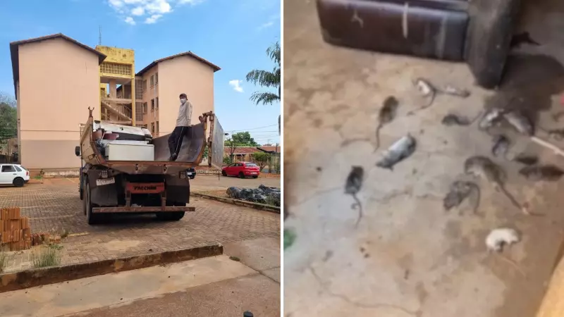 Cenário de horror em Rio Preto: 15 ratos e toneladas de lixo em apartamento de idosa