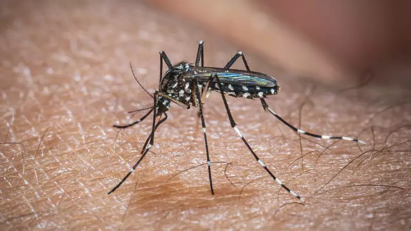 Chikungunya: O Vírus que Assusta os EUA com Novos Casos e Alerta Global