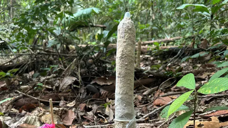 Ciência Inusitada: Como Camisinhas Revelaram os Segredos das Cigarras da Amazônia