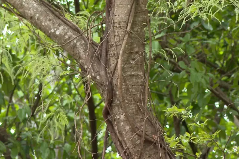 Cipós Tomam Conta das Árvores Urbanas em MS: Entenda a Invasão Verde que Preocupa Moradores