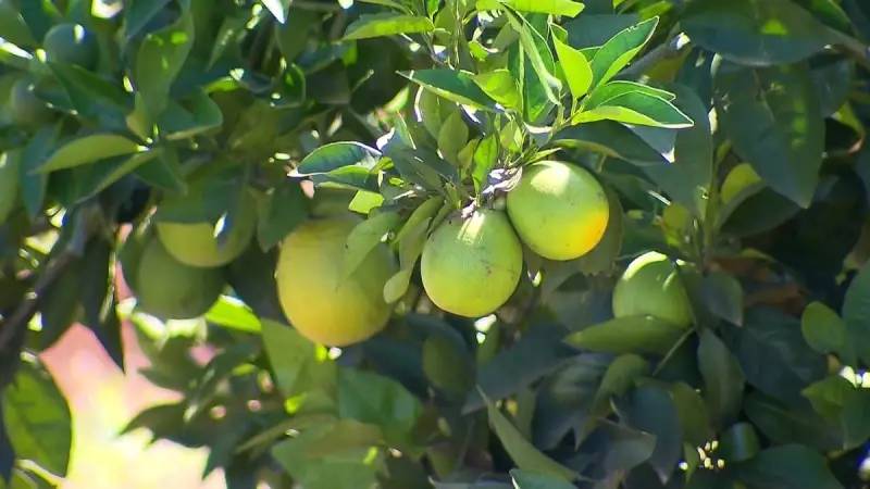 Clima e Greening: Os Vilões que Abalaram as Exportações de Suco de Laranja no Início da Safra