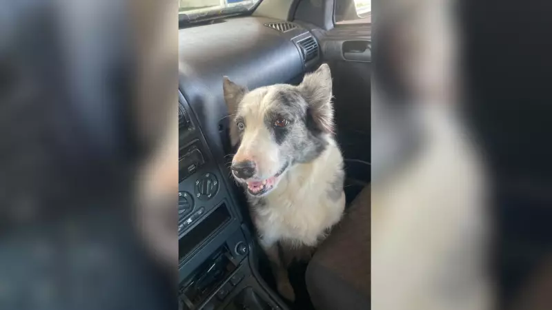 Câmera de segurança flagra motorista atropelando cachorra intencionalmente em São José do Rio Preto