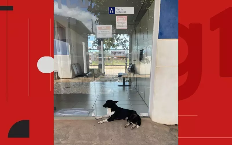 Cão abandonado vira xodó de delegacia na Bahia e ganha nome de 'TCO' | História que aquece o coração