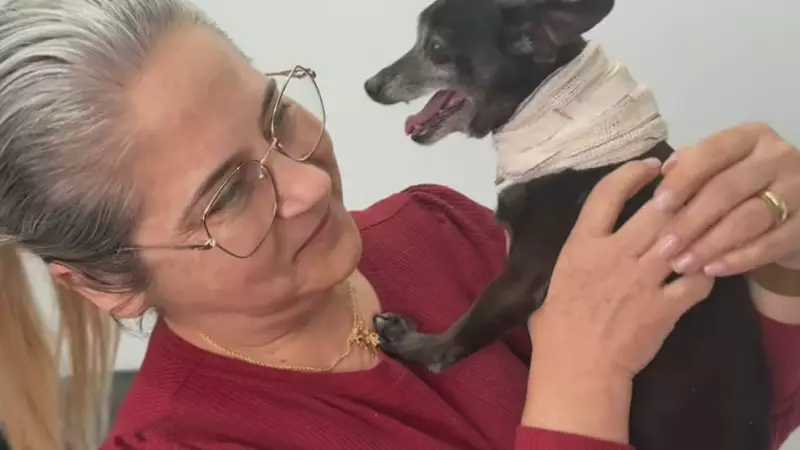 Cão Idoso Ferido é Resgatado por PMs e Tem Reencontro Comovente com Tutora no Paraná