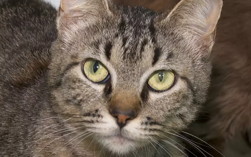 Coleta Sanguínea Clandestina em Gatos: O Drama dos Felinos Resgatados em Ribeirão Preto