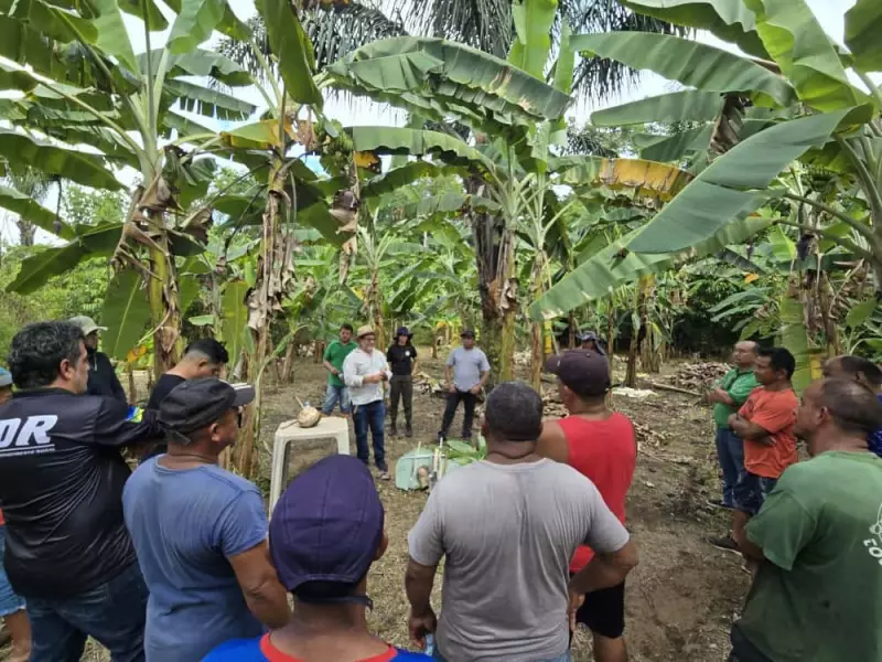 Crise da Mandioca no Amapá? Embrapa Apresenta Banana Como Solução Inovadora