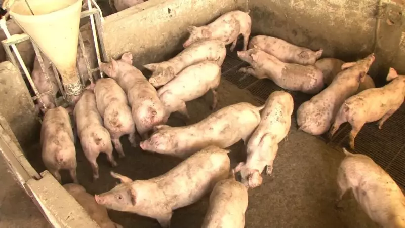 Crise no Setor Suinícola: Poder de Compra dos Produtores Desaba em Outubro