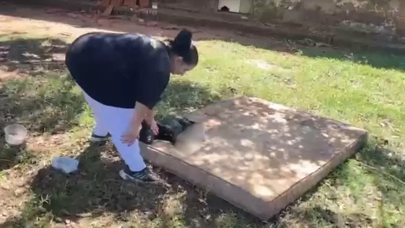 Crueldade Animal em São José do Rio Preto: Homem Suspeito de Cortar Pata de Cachorro com Faca é Libertado com Multa de R$ 6 mil