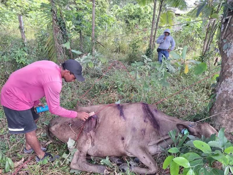 Despejo violento em comunidade quilombola do Amapá gera revolta e deixa animais à míngua