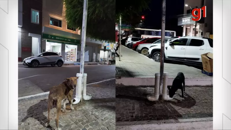 Dispositivo Inovador no Piauí Oferece Comida, Água e Abrigo para Animais de Rua