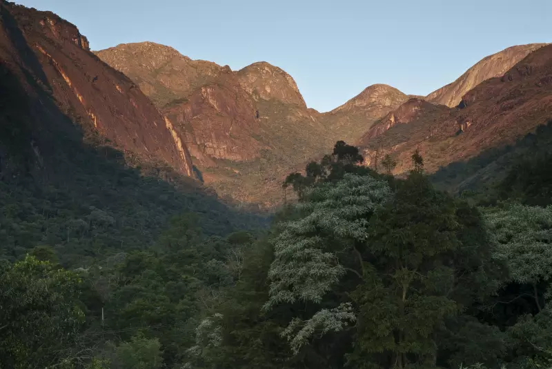Estudo Revolucionário: Restaurar Mata Atlântica Dá Mais Lucro Que Boi Gordo