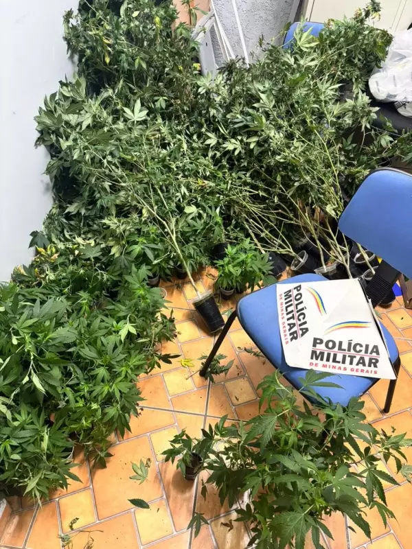 Estufa Clandestina com 100 Pés de Maconha é Encontrada em Casa Abandonada de Minas Gerais