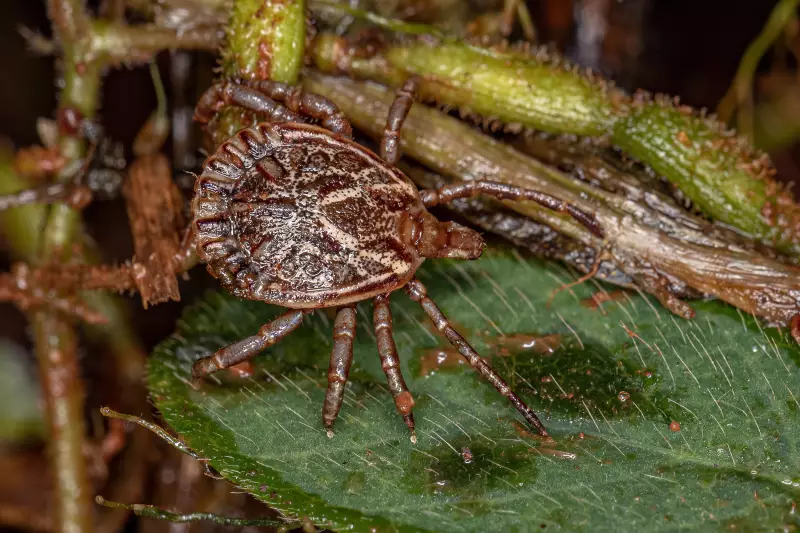 Febre Maculosa em Salto: Parque de Lavras é interditado após mortes confirmadas