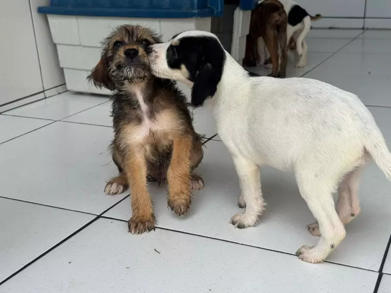 Feira de Adoção em Cabo Frio: Encontre Seu Melhor Amigo Neste Sábado