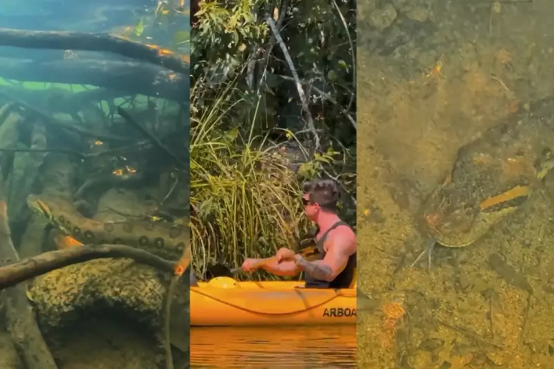 Fernando Fernandes Enfrenta Sucuri Gigante em Mergulho Alucinante em Bonito: 'Foi Intenso'