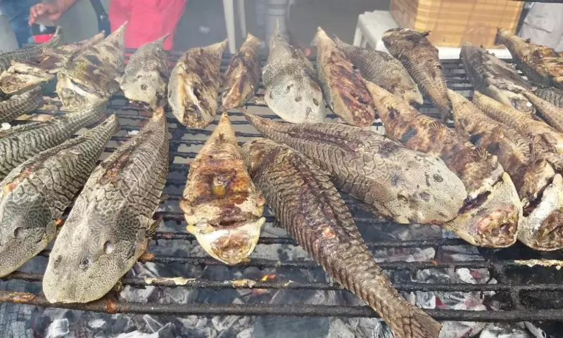 Festival do Acari em Santarém: 6ª edição celebra sabor e tradição da Amazônia