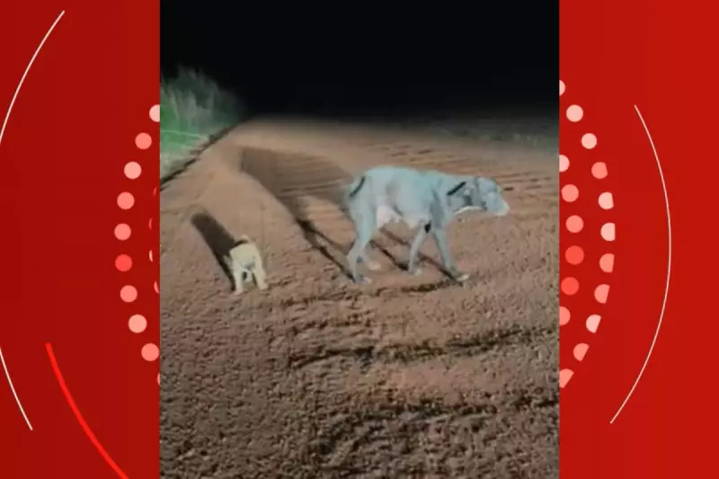 Filhote Caramelo e Mãe São Resgatados de Estrada Rural em MT Após Abandono Cruel
