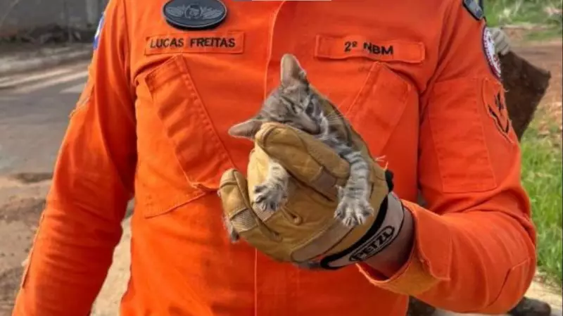 Filhote de Gato Tem Final Feliz Após Ficar Preso em Bueiro em MT | Resgate Comovente