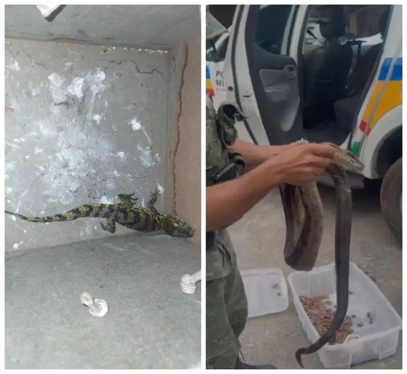 Filhote de Jacaré Enviado por Correspondência: Operação da Polícia em BH Resgata Animais Silvestres em Cativeiro Ilegal