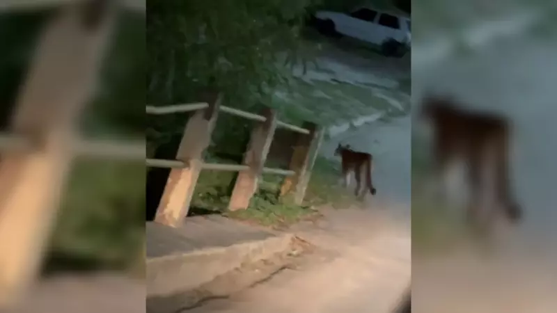 Filhote de Onça-Parda Surge em Rua de Cidade Paulista e Encanta Moradores