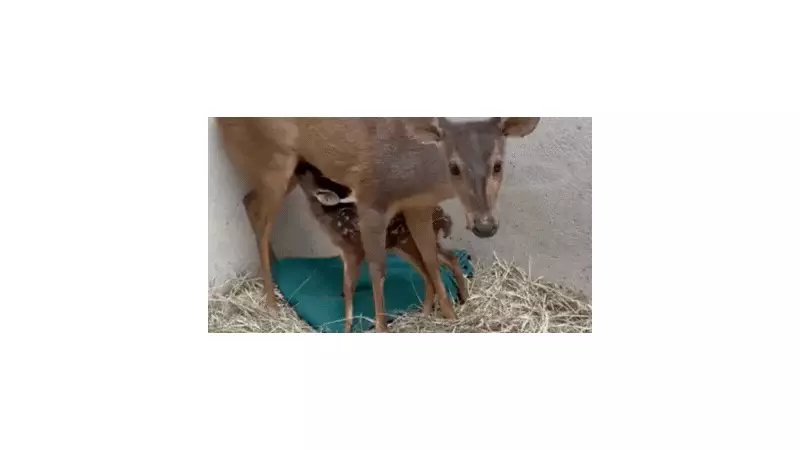 Filhote de veada resgatada após atropelamento ganha coração de voluntários e é batizada de Dengo