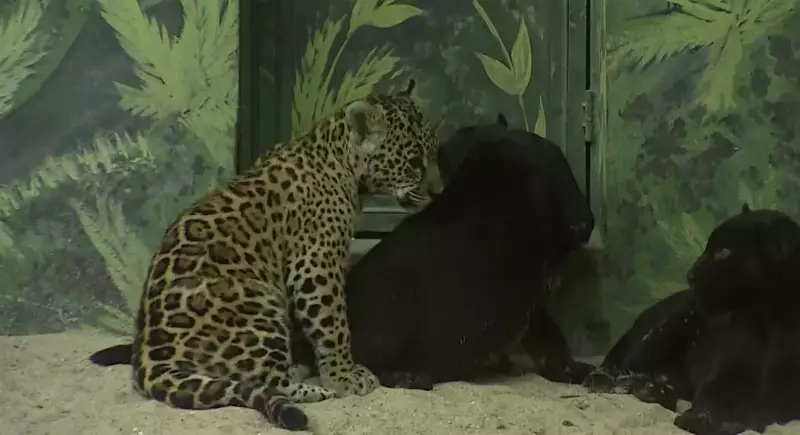 Filhotes de Onça-Pintada Nascidos em SP Embaram em Viagem Interestadual para Conservação