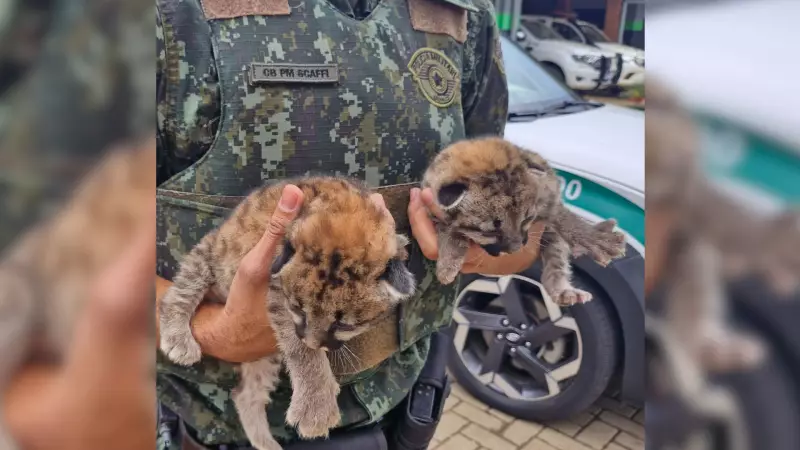Filhotes de Onça Resgatados em Meio à Colheita de Cana Revelam Drama da Fauna em Áreas Agrícolas