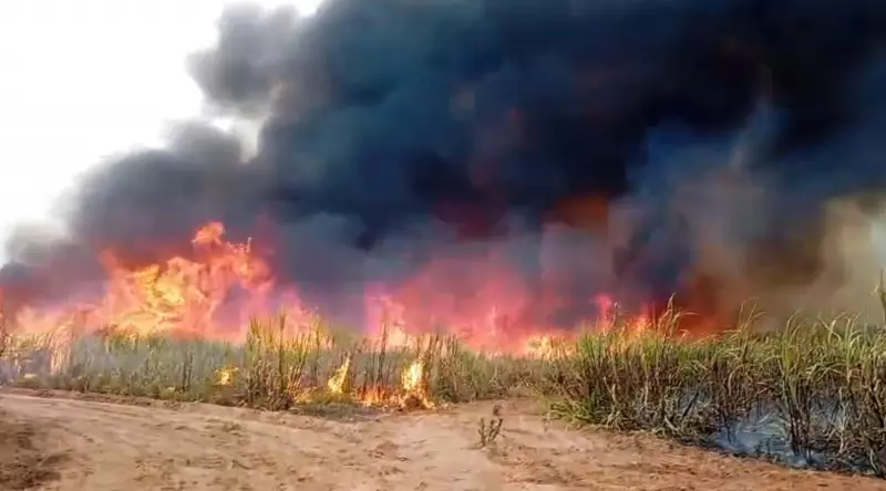 Fogo Devasta Canais em Borebi: Cinco Dias de Inferno na Zona Rural