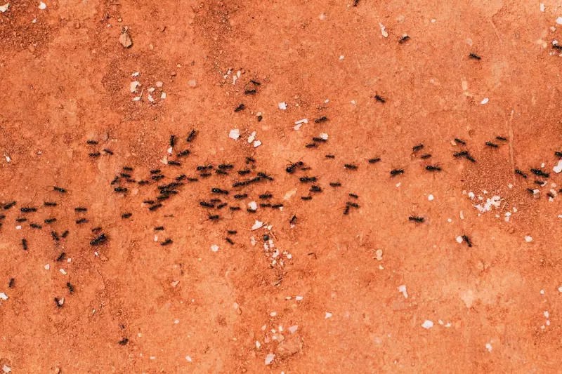 Formigas em Queda Livre: O Sinal Silencioso de um Apocalipse de Insetos que Já Começou