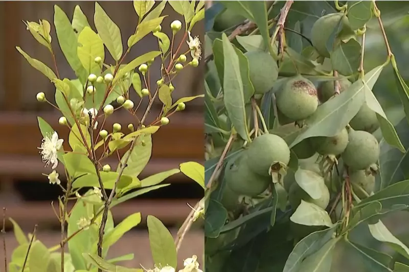 Fruta do Cerrado de MS Vira Farinha e Surpreende pela Resistência ao Fogo