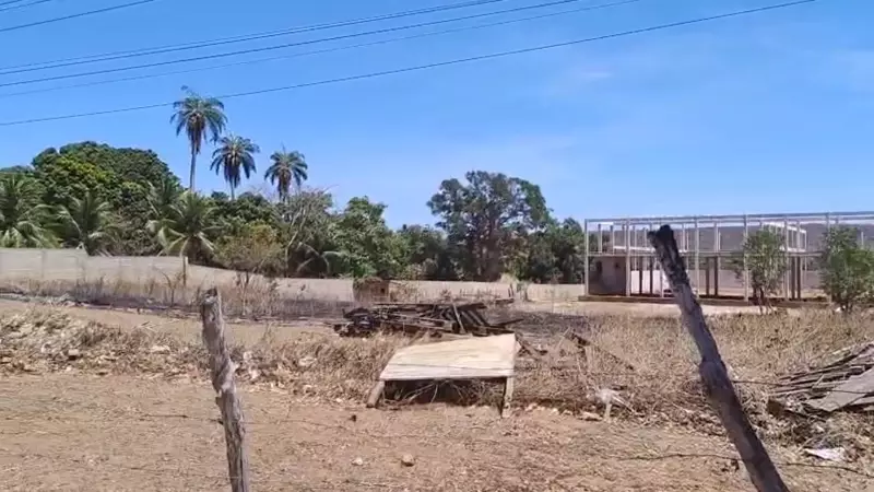 Fuga Desesperada de Abelhas Termina em Tragédia: Homem Morre Atropelado no Ceará