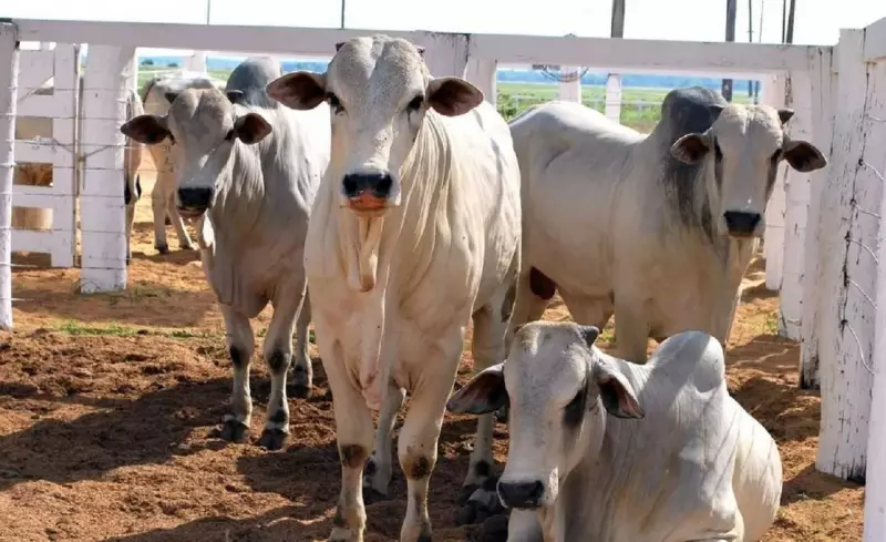 Furto de Gado em Larga Escala: Vaqueiro e Comparsas Acusados de Desviar 400 Bovinos no Tocantins