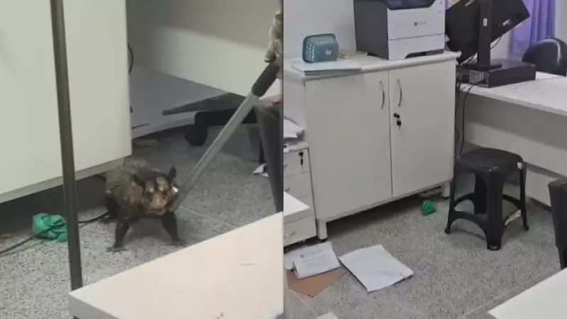 Gamba invade UPA em Curitiba e causa rebuliço: veja o vídeo da confusão
