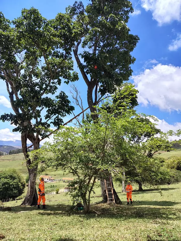 Gata Fica Presa em Árvore por 48 Horas e Sobrevive Contra Todas as Expectativas em MG