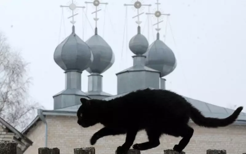 Gatos Pretos no Halloween: Da Deusa ao Demônio, a História Por Trás do Símbolo do Azar