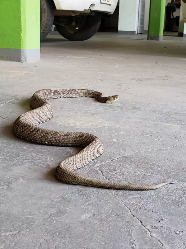 Herói da Rodovia: Caseiro Picado por Jararaca Conduz 60 km Atrás do Soro em Uberlândia