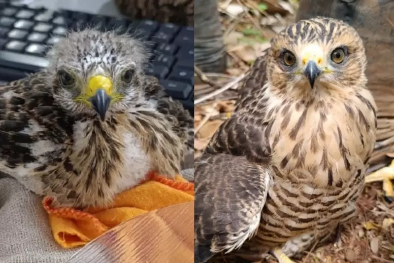 Heróis da Vida Real: O Incrível Trabalho de Resgate e Reabilitação de Animais Silvestres no Interior de SP