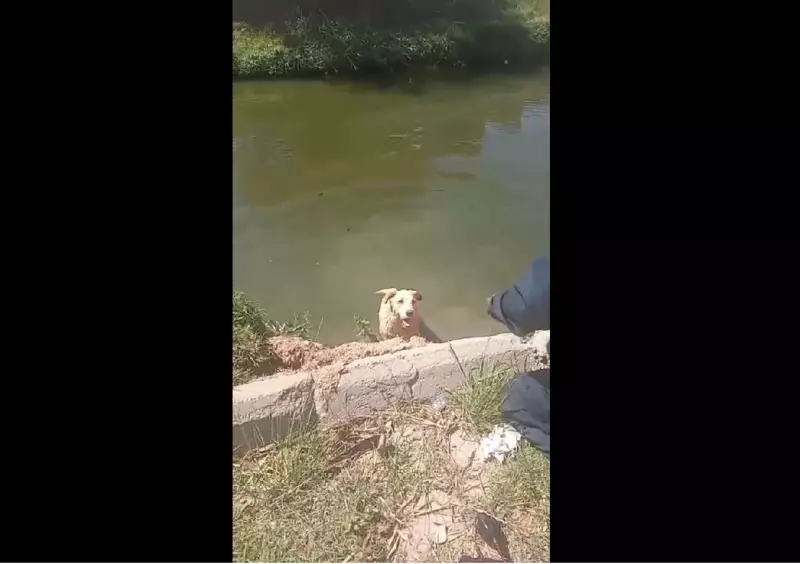Heróis de Quatro Patas: Guardas Civis Salvam Cachorro de Afogamento em Iguaba Grande