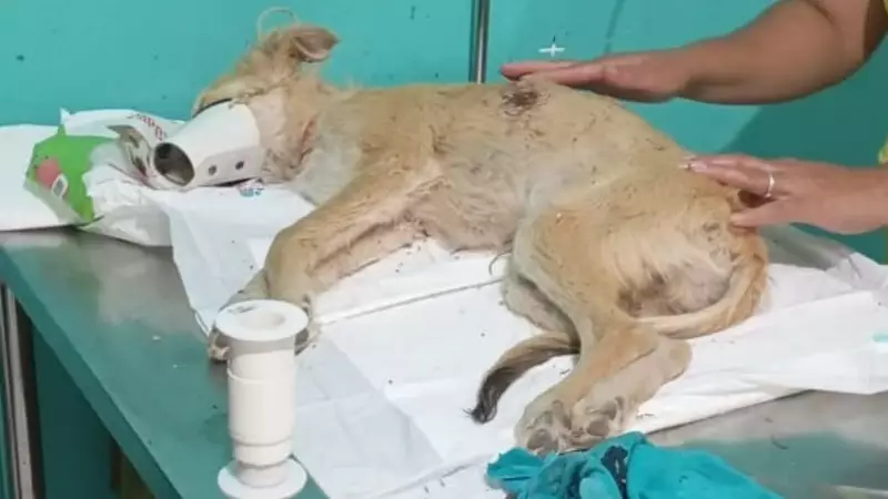 Homem é preso por esfaquear cachorro no Ceará: crime choca comunidade rural