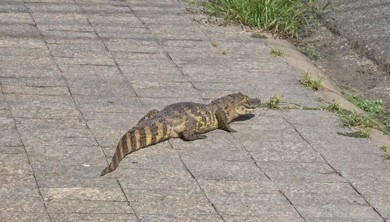 Jacaré é capturado em bairro residencial de Aracaju: veja imagens