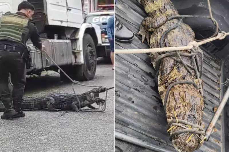 Jacarés de 2 metros invadem canal em São Paulo: operação retira répteis em cena dramática