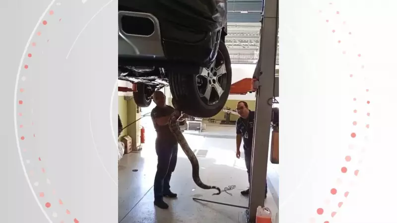Jiboia é Resgatada de Motor de Carro no ES: Veja o Momento de Tensão!
